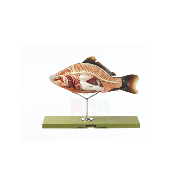 Bony Fish Model